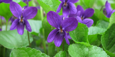 Violet (Viola species)
