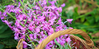 Fireweed’s Magic – Medicinal Flower Syrup