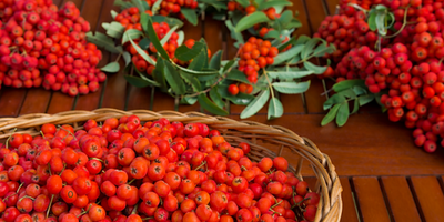 Rowan berries – autumn’s vibrant harvest