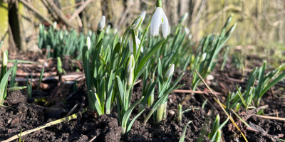 Imbolc – the quiet stirrings of spring