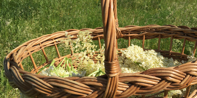 Baskets full of Elderflowers, and the stories they carry