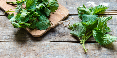 Before the Nettles turn, on the Edge of Spring