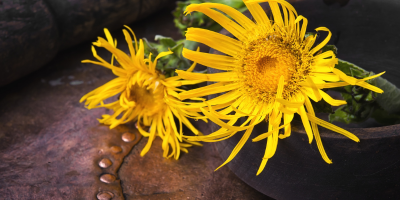 Elecampane – the forgotten root for grief, breath, and healing