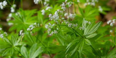 Sweet woodruff – a memory in the linen cupboard