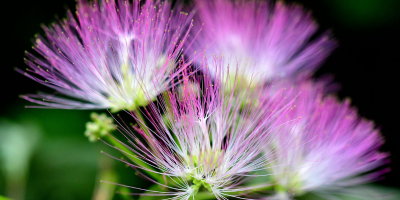 Mimosa (Albizia julibrissin) – the tree of happiness
