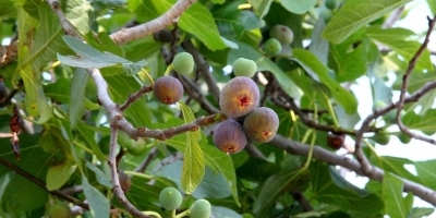 Fig leaves: traditional uses, modern research and a lovely recipe