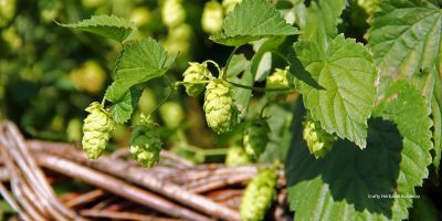 Why hops is a powerful herb for sleep, stress and digestion
